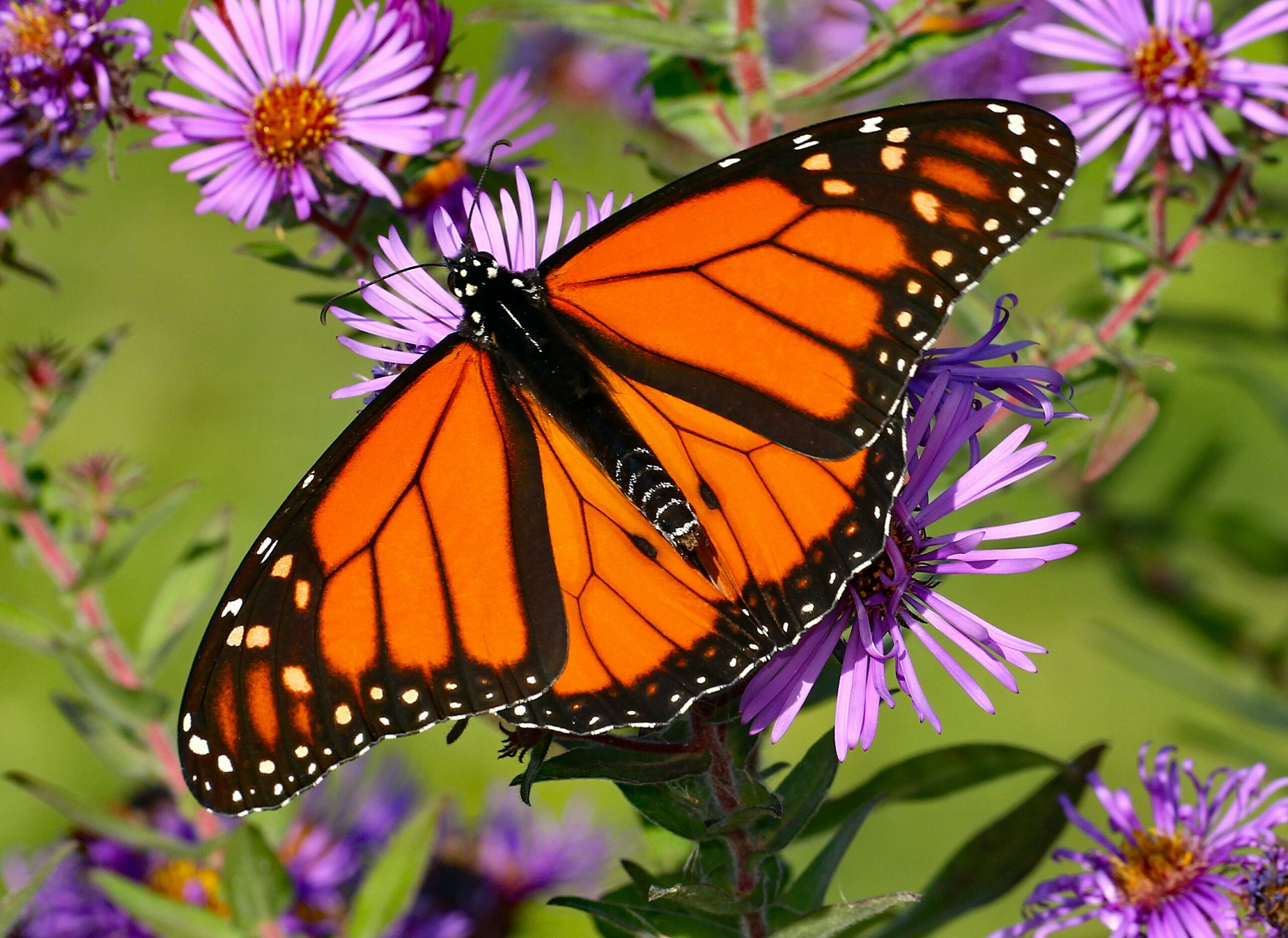 thomas-elliott-XYcspthSZ7g-unsplash